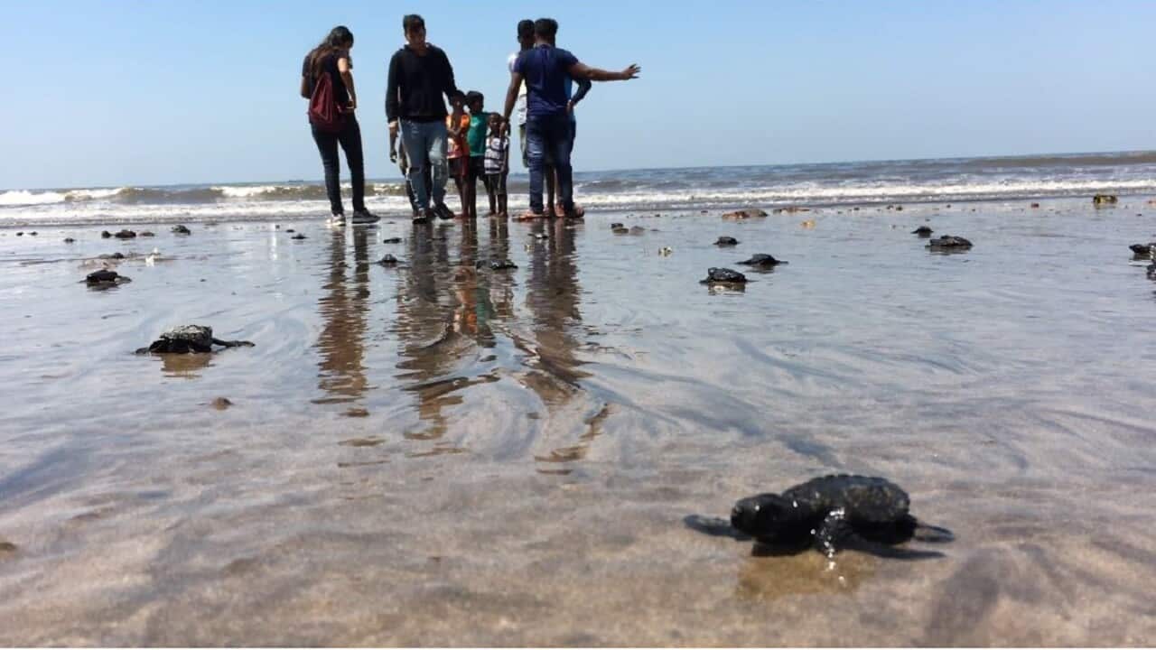 Sea turtles return to Versova beach, Mumbai.
