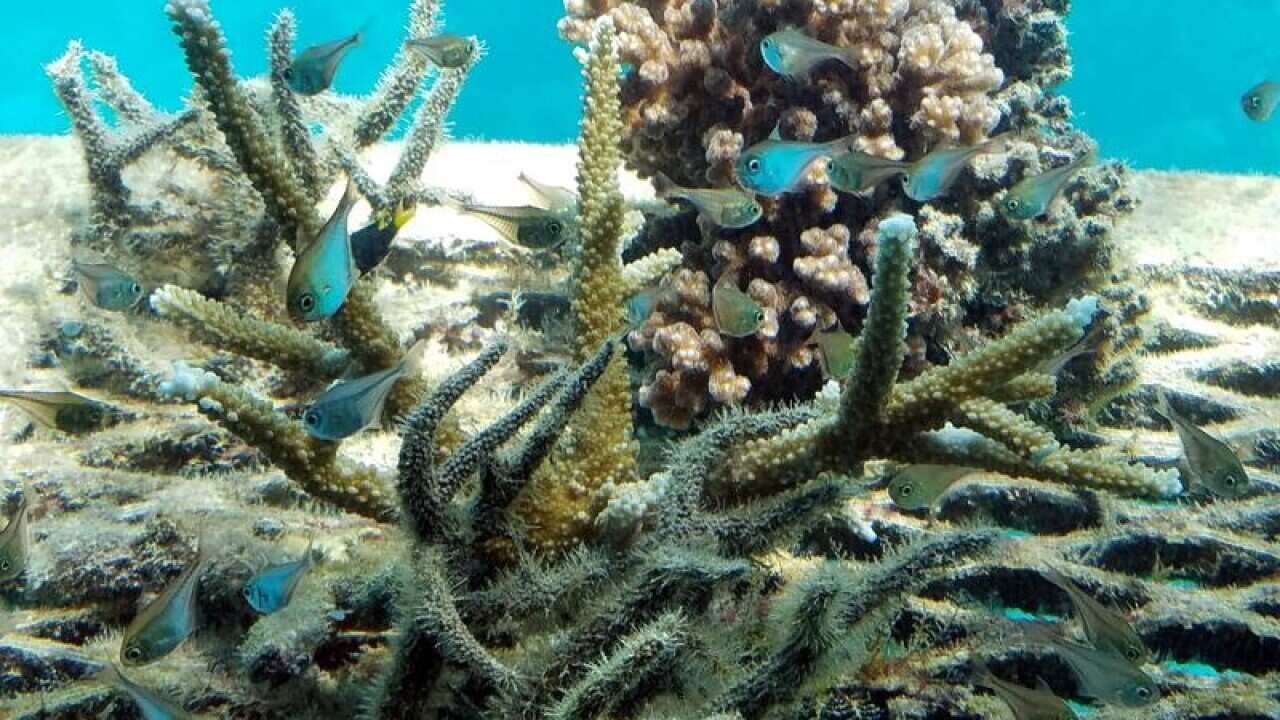 Landscape of the Great Barrier Reef