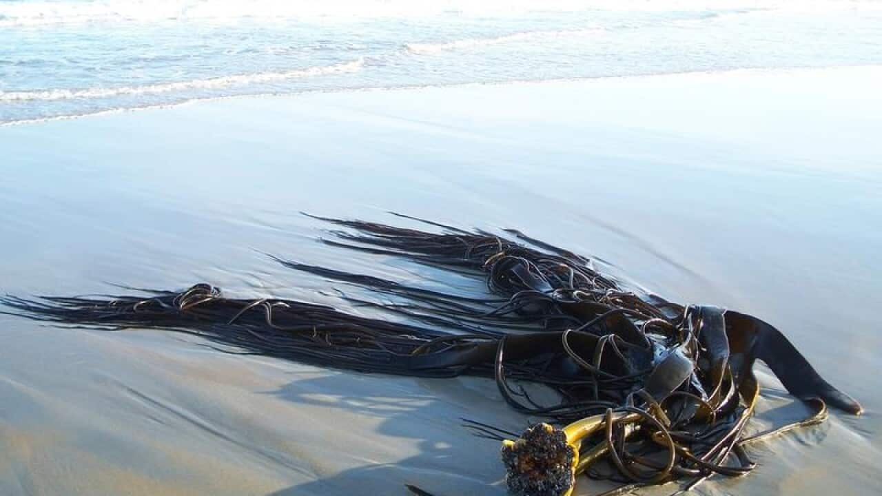 A large rafted kelp washed up on a beach in New Zealand