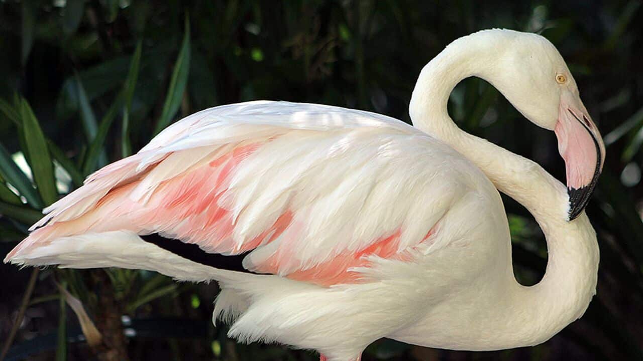 OldFlamingo_140131_AAP/AdelaideZoo.jpg