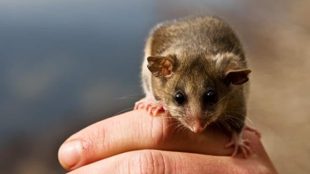 An endangered Mountain Pygmy Possum being held by a handler