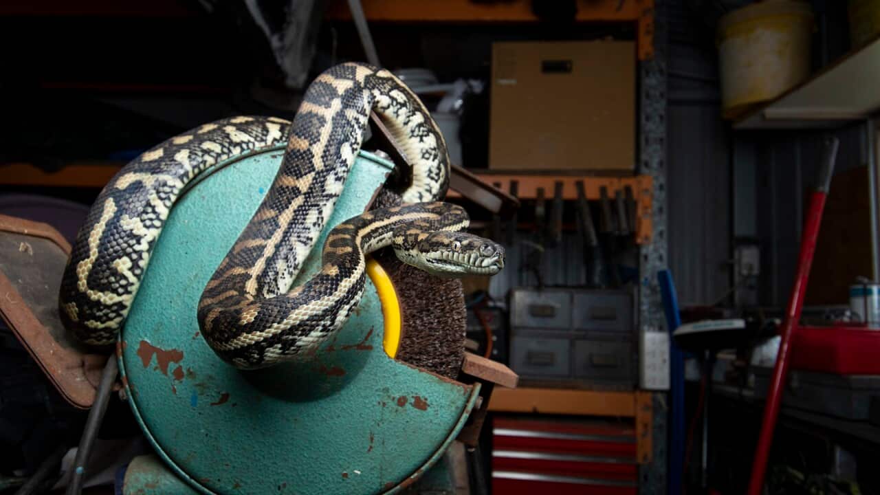 Carpet Python in a shed - credit Ethan Mann.jpg