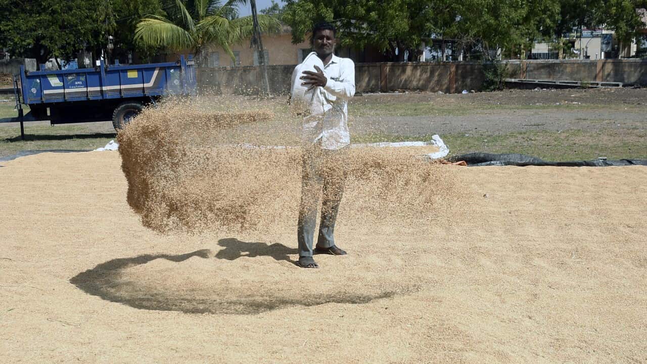 A worker spreads out wet rice grain to dry under the sun