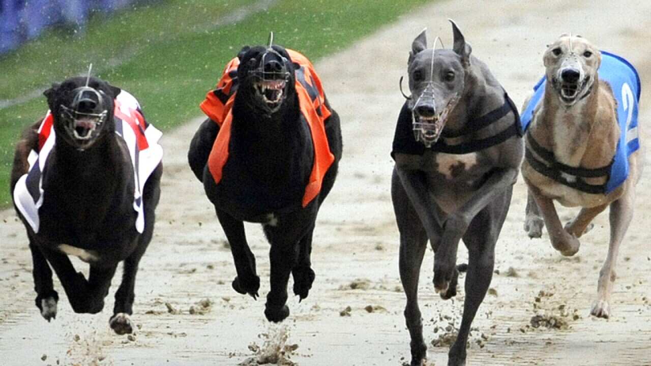 A greyhound race in Wimbledon