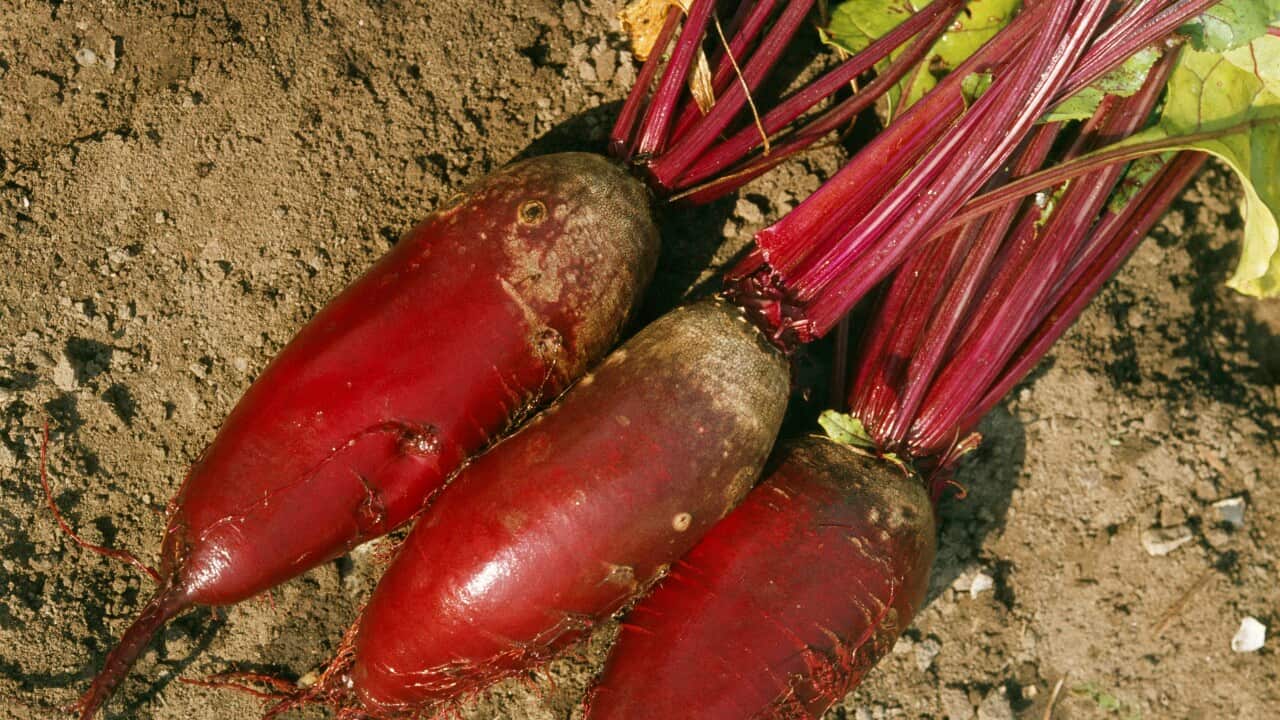 Beetroot