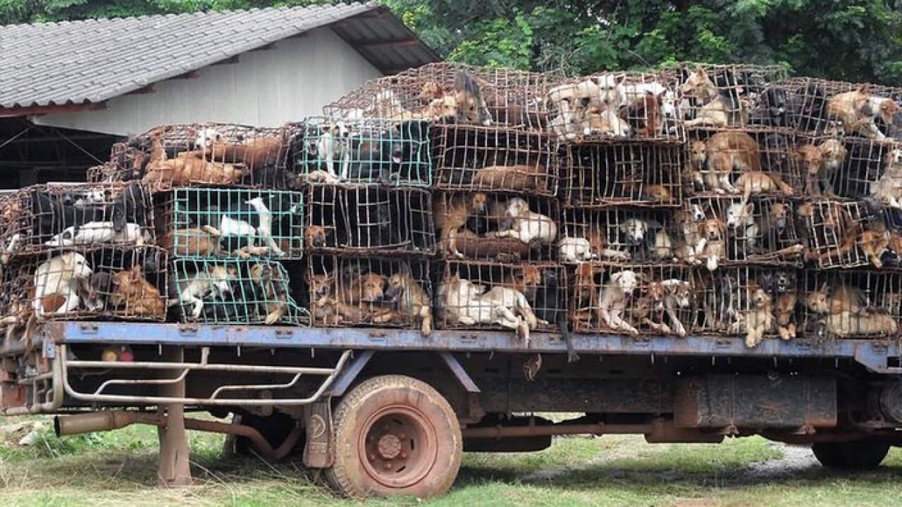 epa02865255 Hundreds of caged dogs are seen on a truck, after they have been saved just in time before they were to be transported across the Mekong river to a neighbouring country to be cooked and eaten