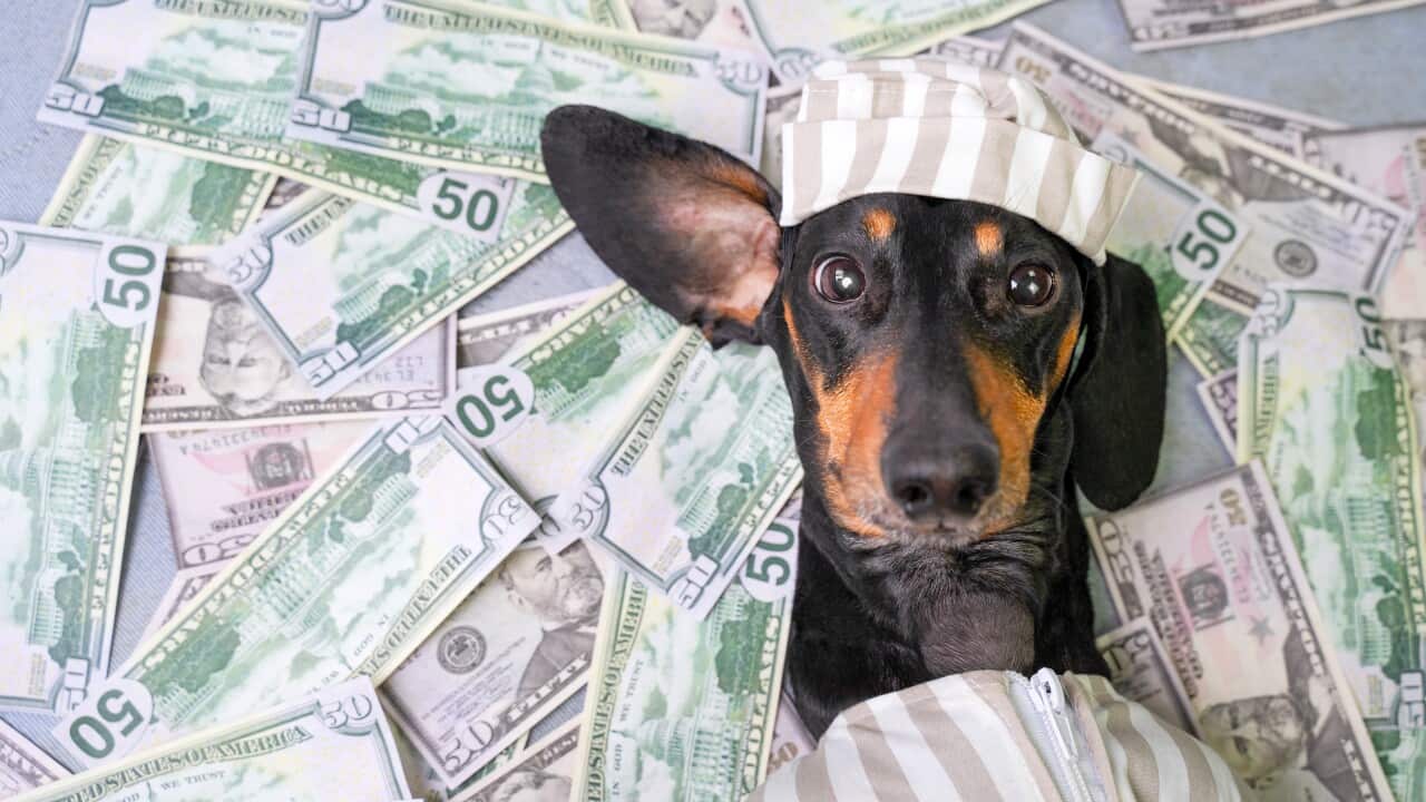 top view of a happy dog breed dachshund, black and tan, lies on a pile of counterfeit money dollars in a criminal costume