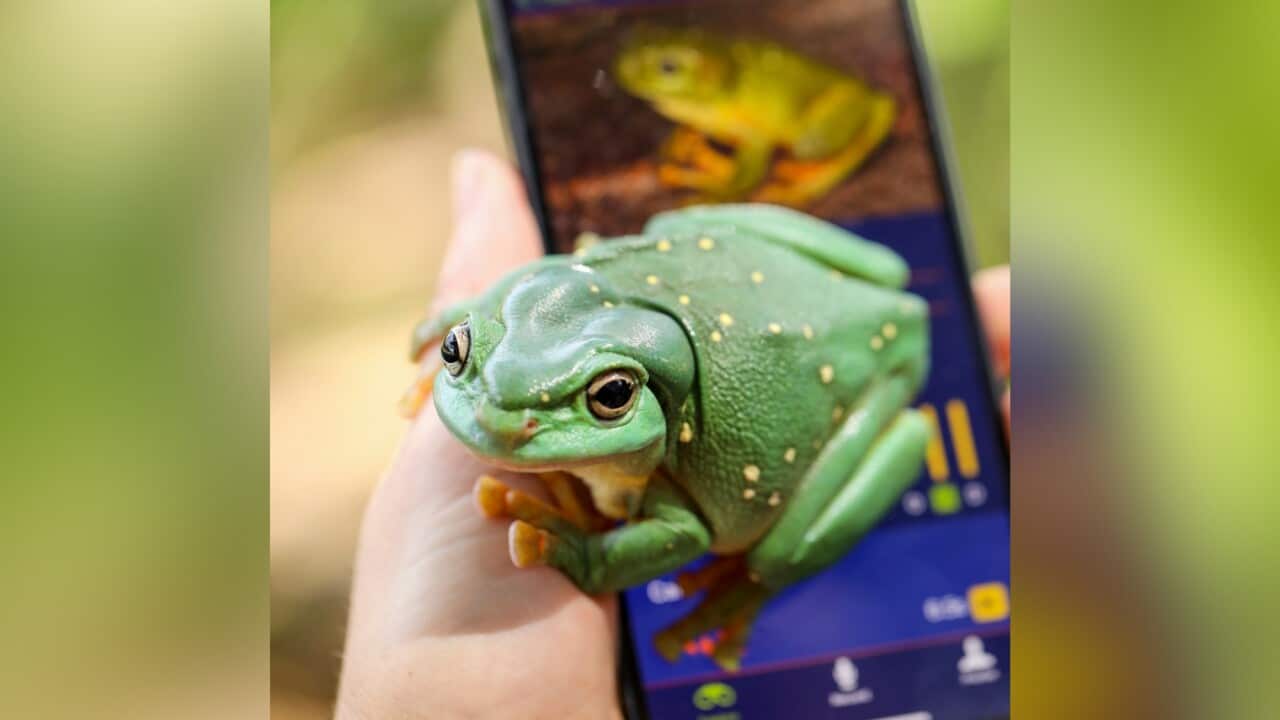 A photo of the FrogID app and and a frog