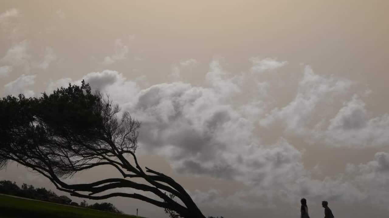 People are seen walking past a slanted tree in Sydney .