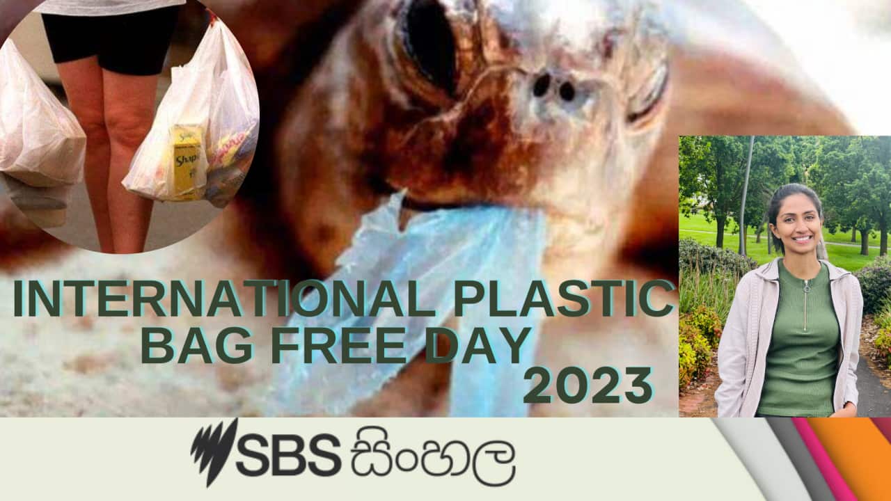 International plastic bag fee day_nipuni perera .png