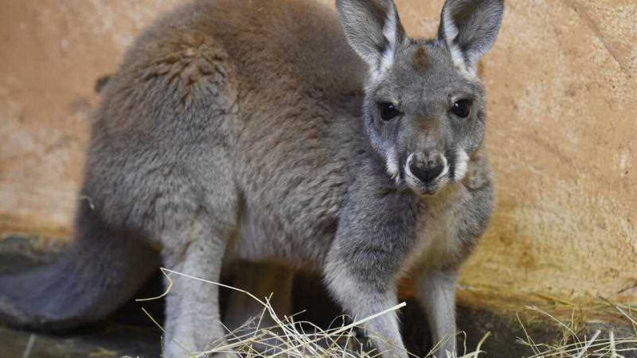 Kangaroo