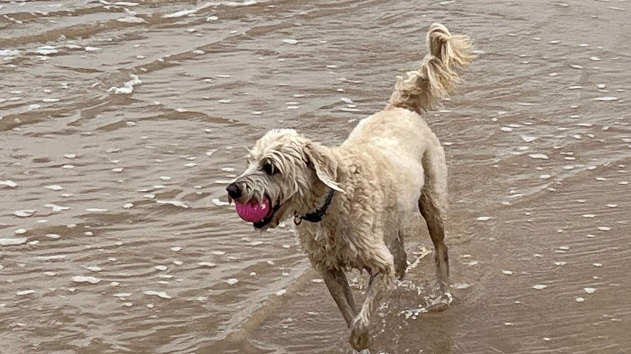 Wookie has stolen yet another ball - is he addicted (SBS).jpg