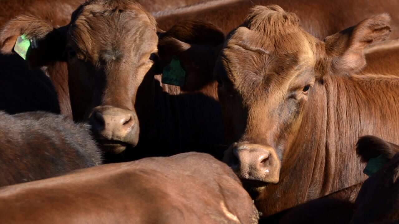 Cattle awaits auctioning at the cattle yards in Queensland.