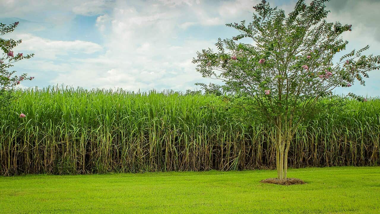 sugarcane- Pixabay