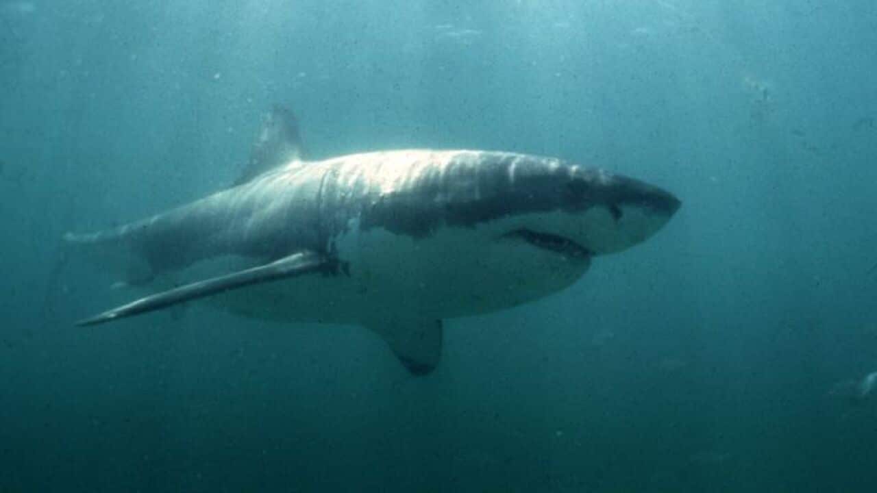 File image of a Great White Shark 