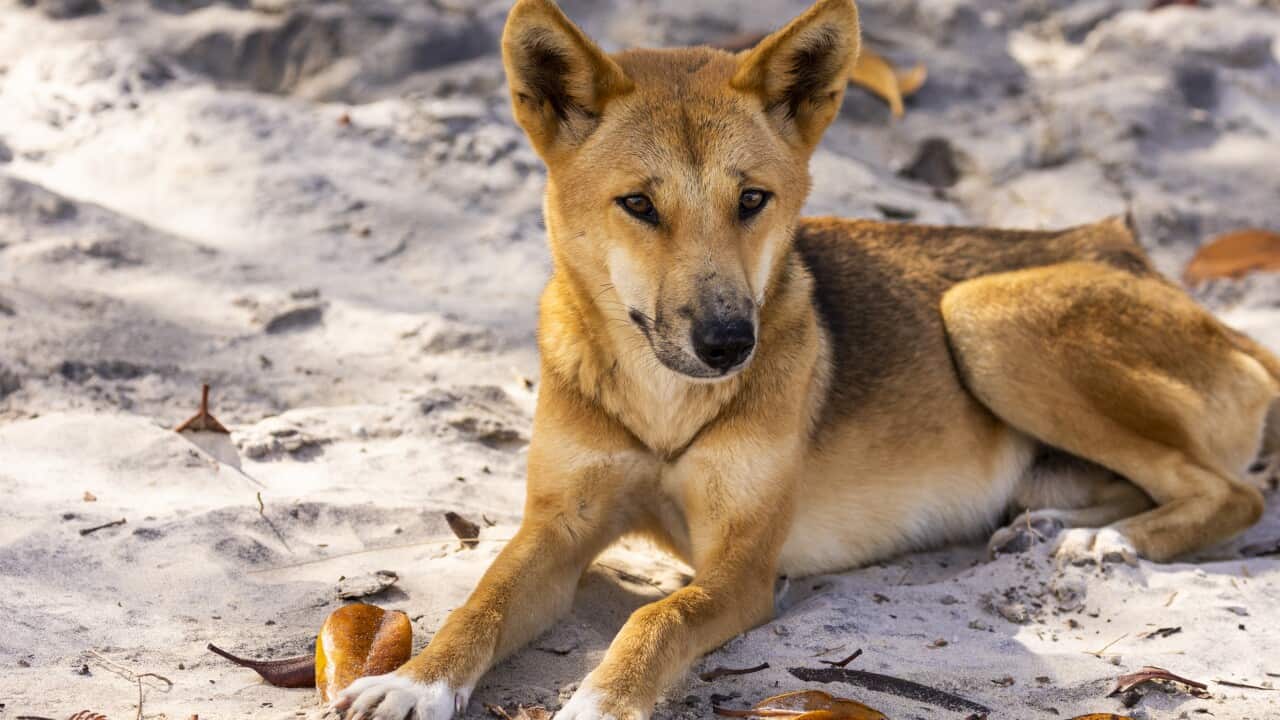 Wild dingo sits on the beach