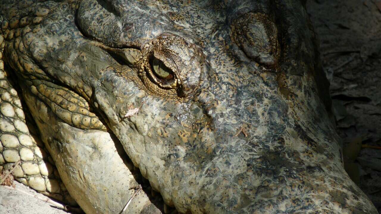 Would you want one of these in your home (SBS-Allan Lee).jpg