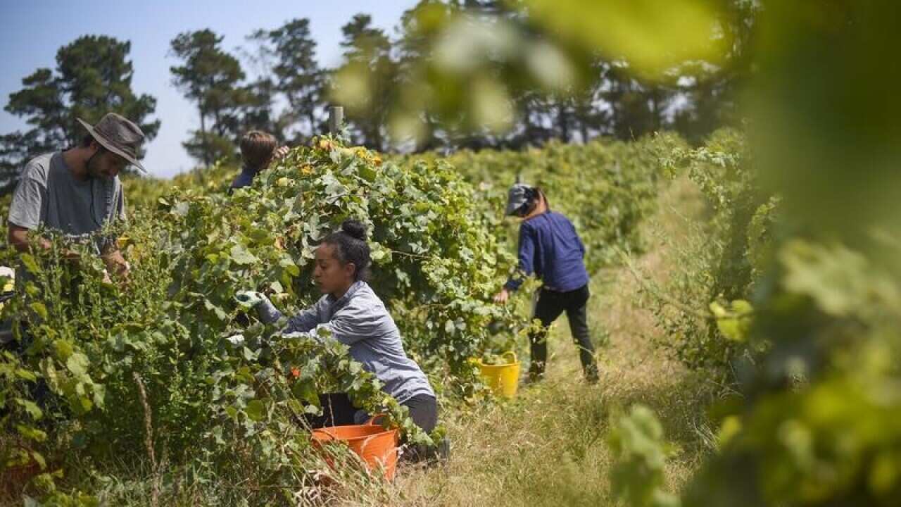 Seasonal workers pick Riesling grapes.