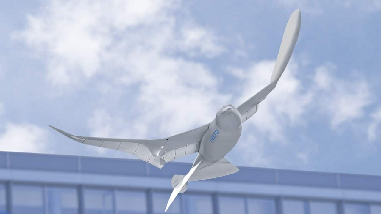 Surveillance Doves in China