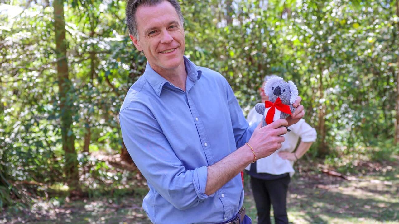 THE GREAT KOALA NATIONAL PARK