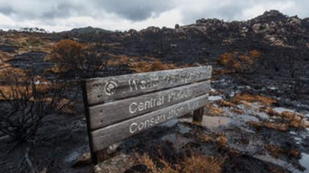 Wildfire damage in Tasmanian Wilderness World Heritage property, January 2016.