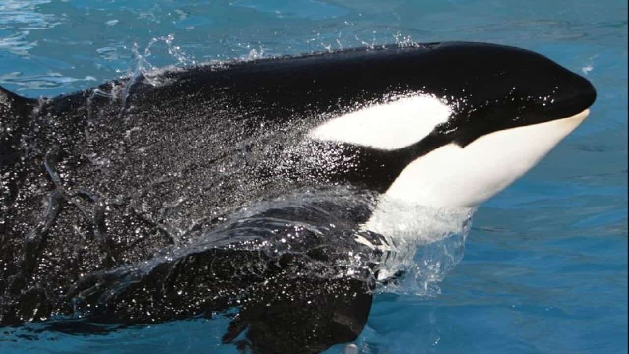 Kasatka the killer whale