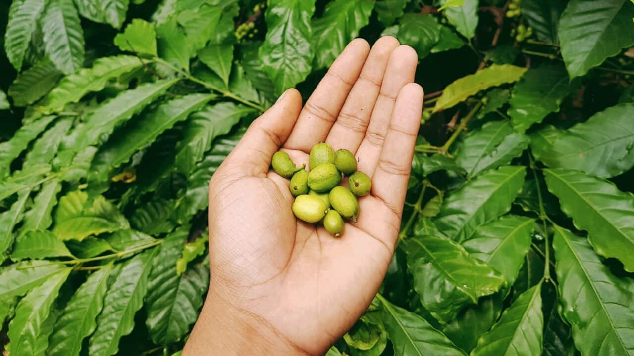 Green Robusta coffee beans being grown on a plantation, Photo Taken in Temanggung, Central Java, Indonesia.Getty Images/Rizky Panuntun