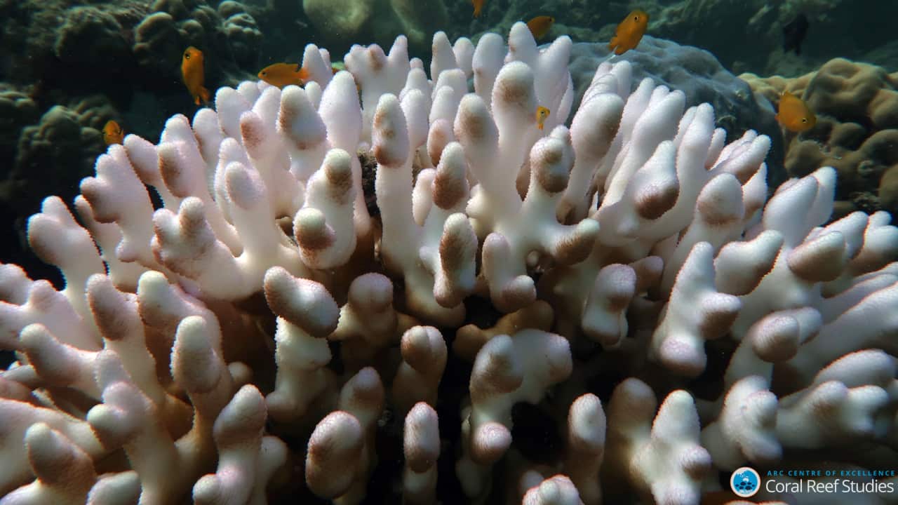 Bleached Stylophora Coral on Lizard Island March 2