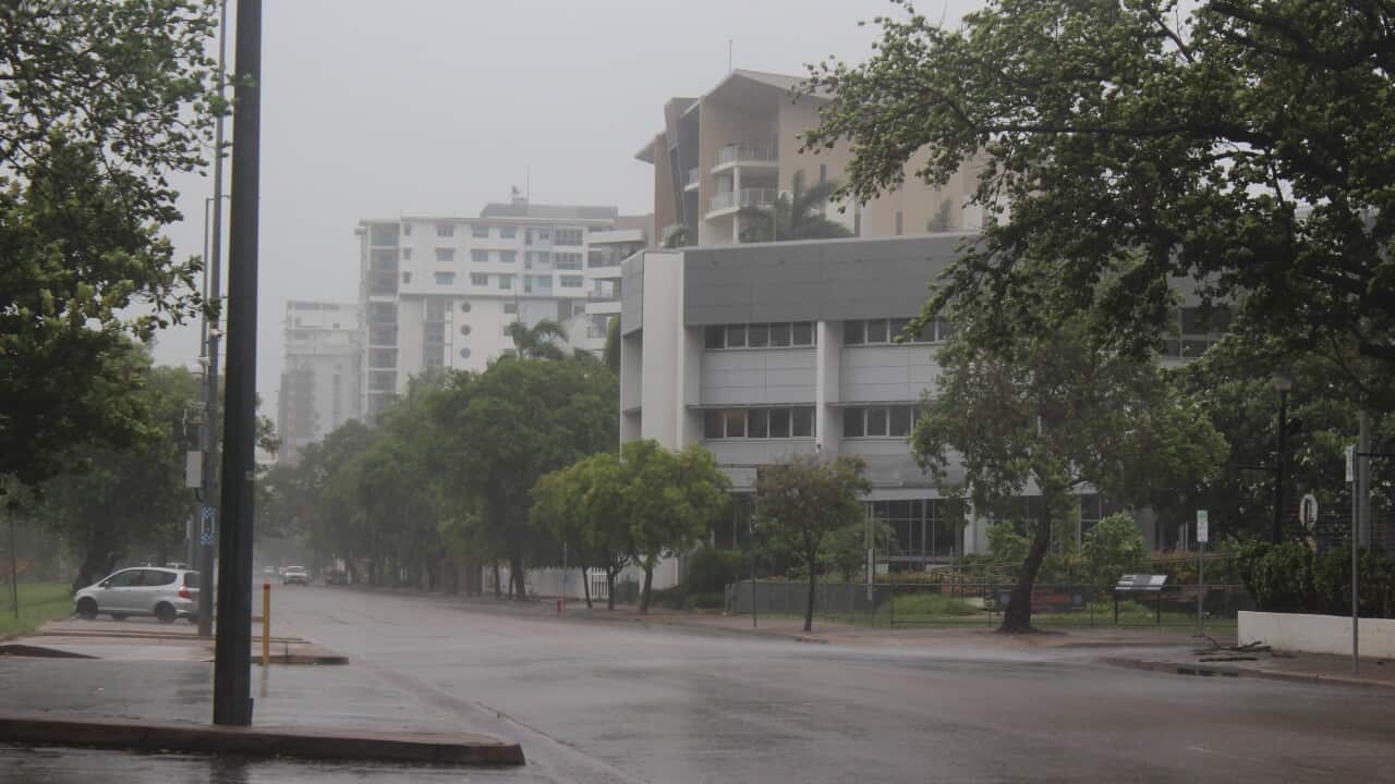 A road lined with trees in rainy conditions