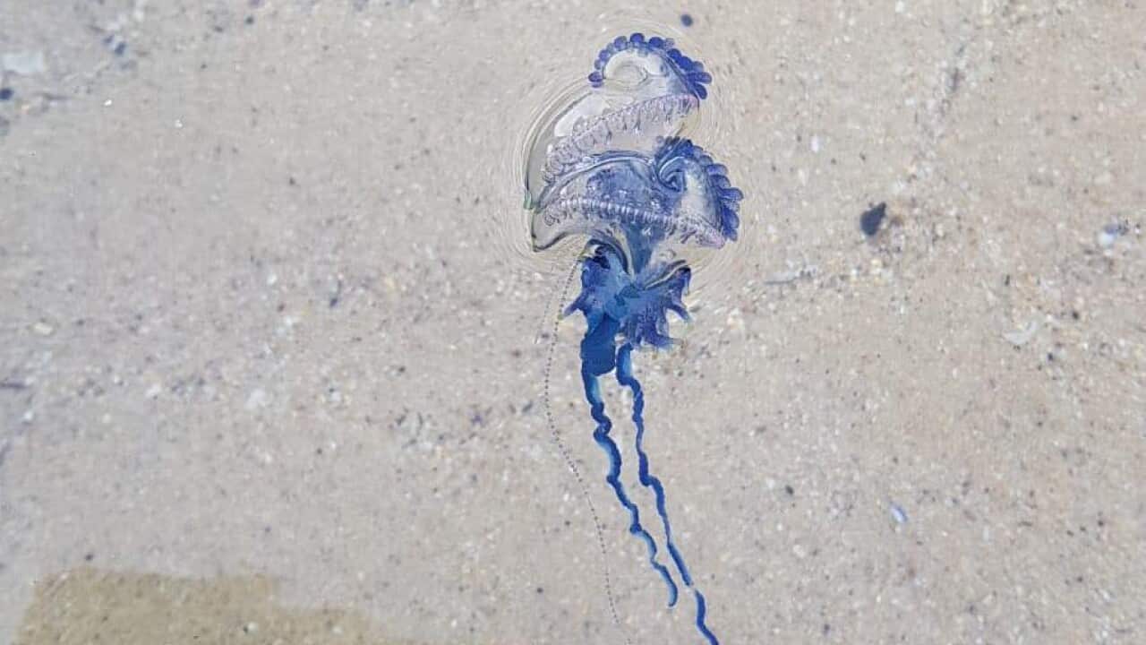 Bluebottles