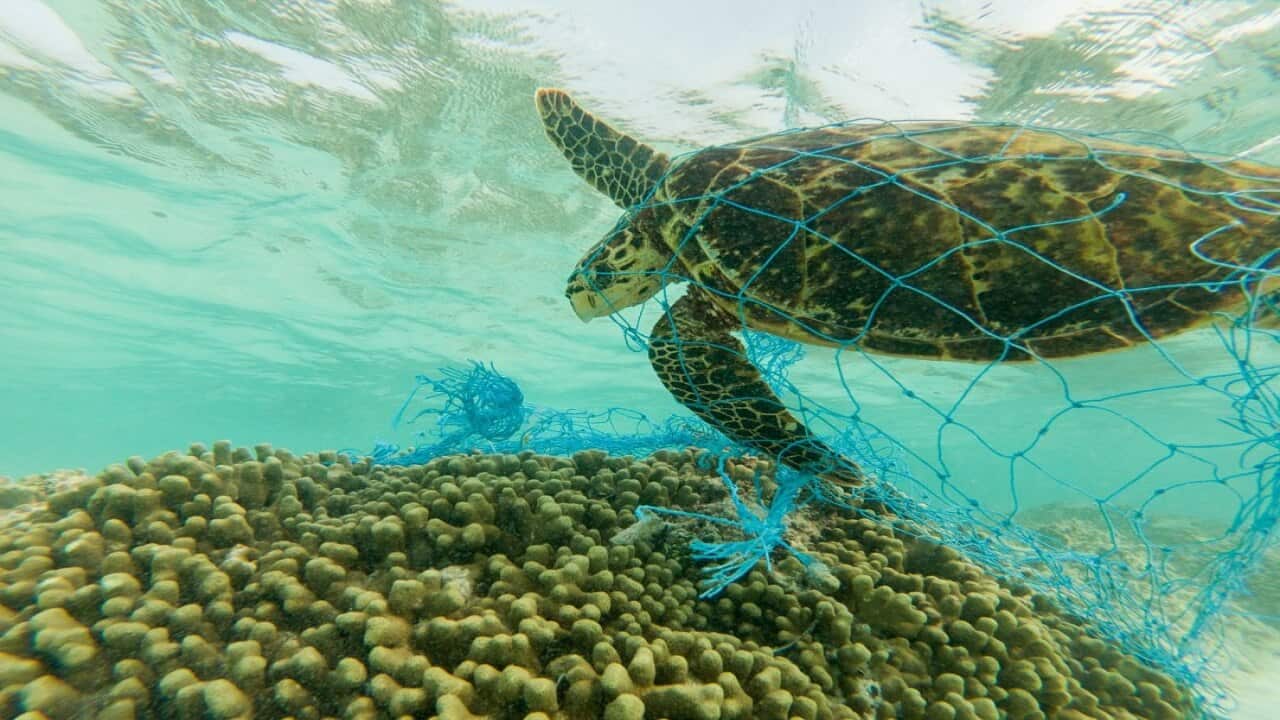A green sea turtle entangled on a discarded fishing net