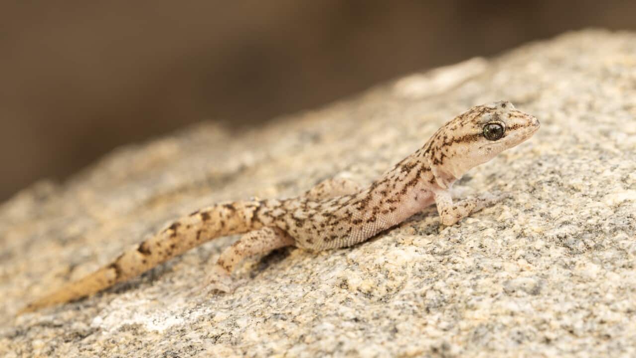 gecko garthia damien esquerre.jpg