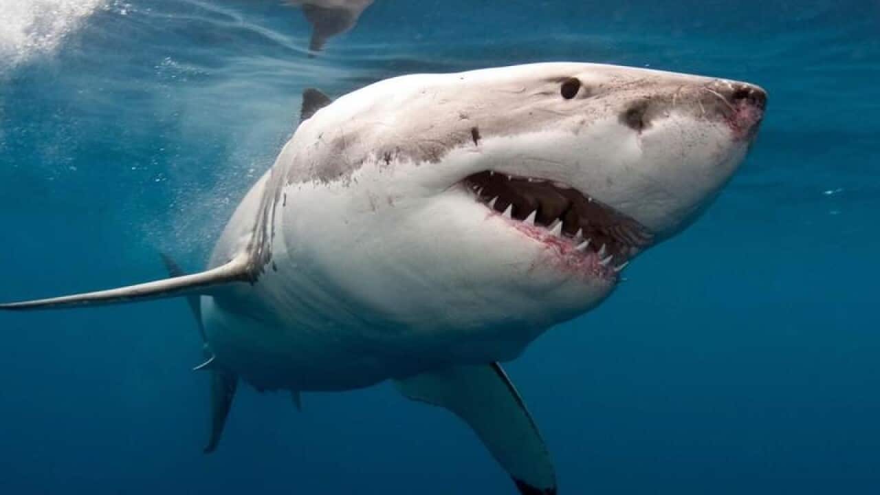A great white shark
