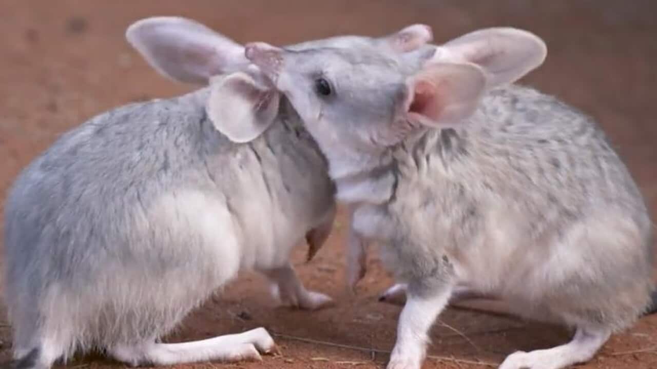 Two bilby joeys