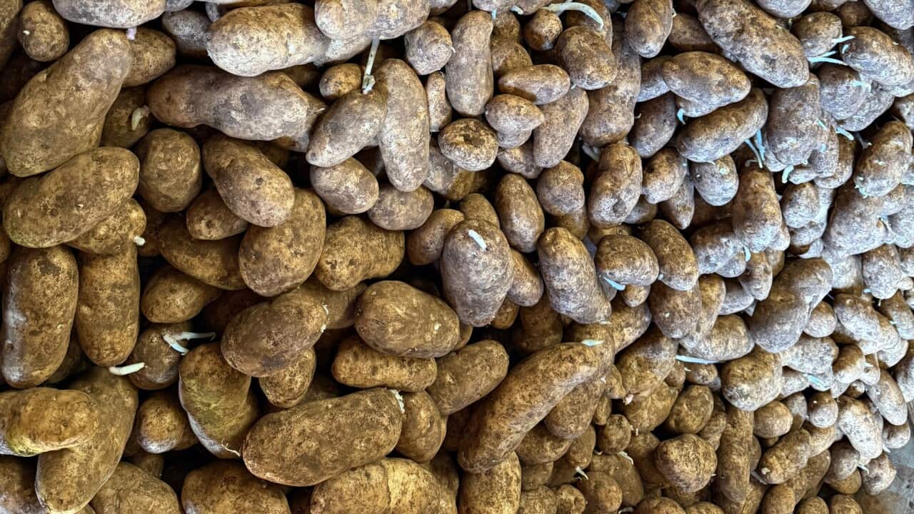 Russet burbank potato affected by mop top virus_Kerrin Thomas_SBS.jpg