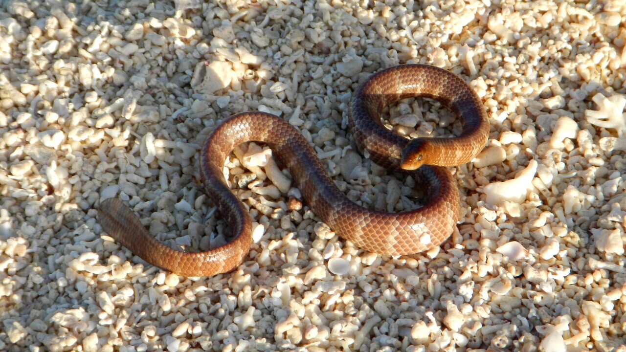 DUSKY SEA SNAKE