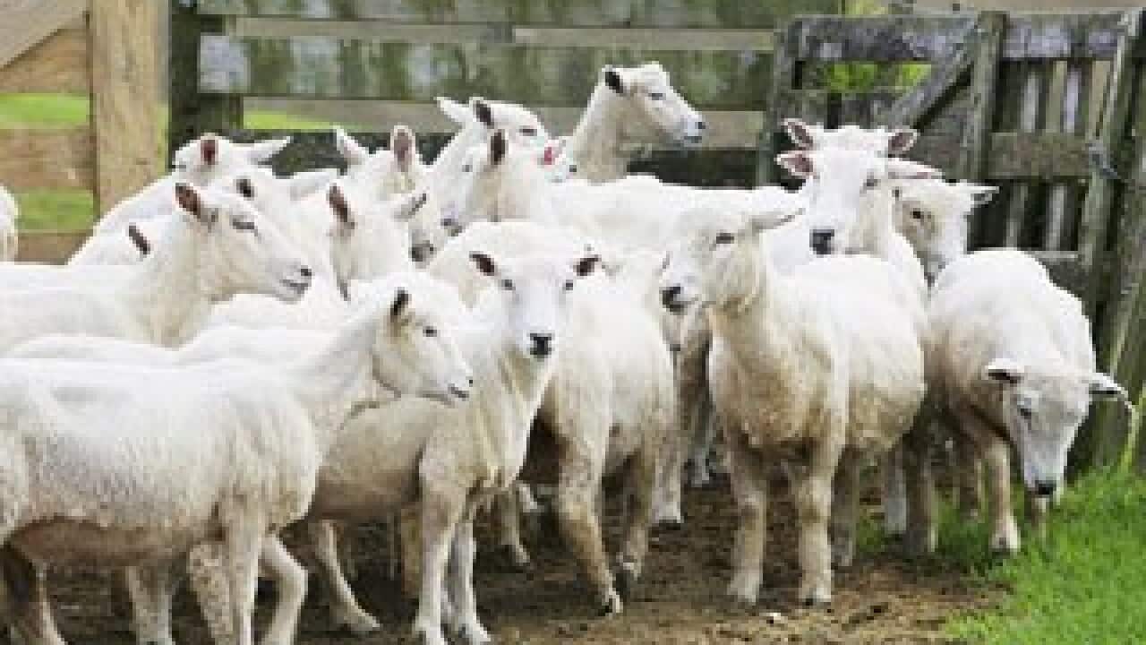 Sheep are corralled to be checked for signs of Foot and Mouth disease on Waiheke Island, New Zealand.