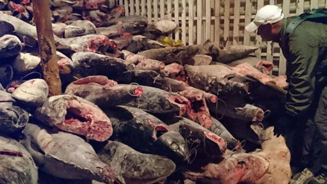 Frozen fish in a Chinese ship confiscated by the Navy in the waters of the Galapagos marine reserve.