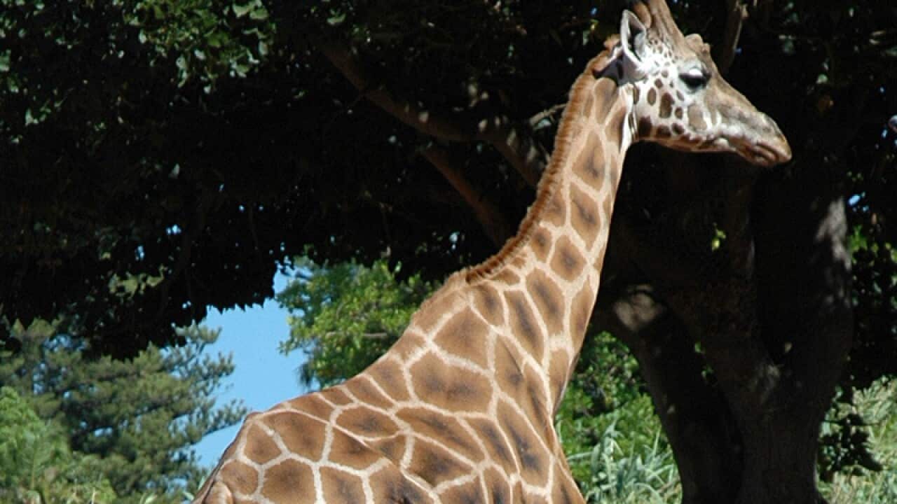 A rare Rothschild Giraffe, Misha, at Perth's zoo