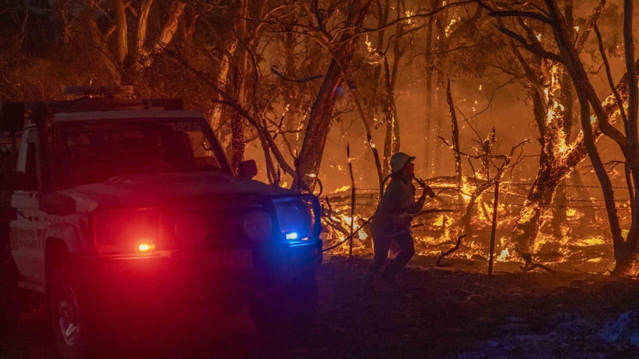 A firefighter pulls a hose in the towards burning bushlands beside an emergency vehicle with its blue and red lights on.