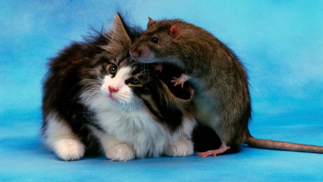 Rattus Norvegicus and friend