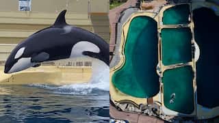 A split screen image shows, on the left, an aerial picture of an enclosure made up of five pools. An orca can be seen swimming in one of them. On the right, and orca leaps out of the water in a pool.