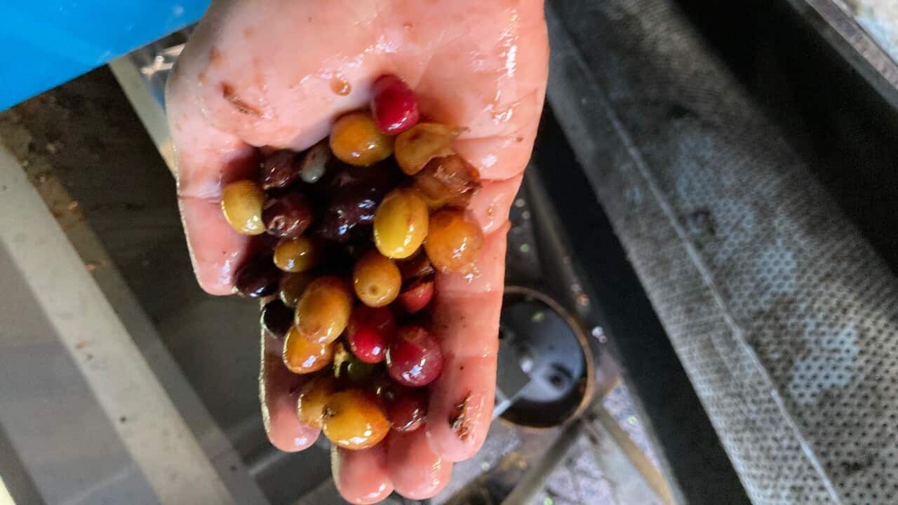Coffee cherry picked by machines_20 Sep 2022.jpg