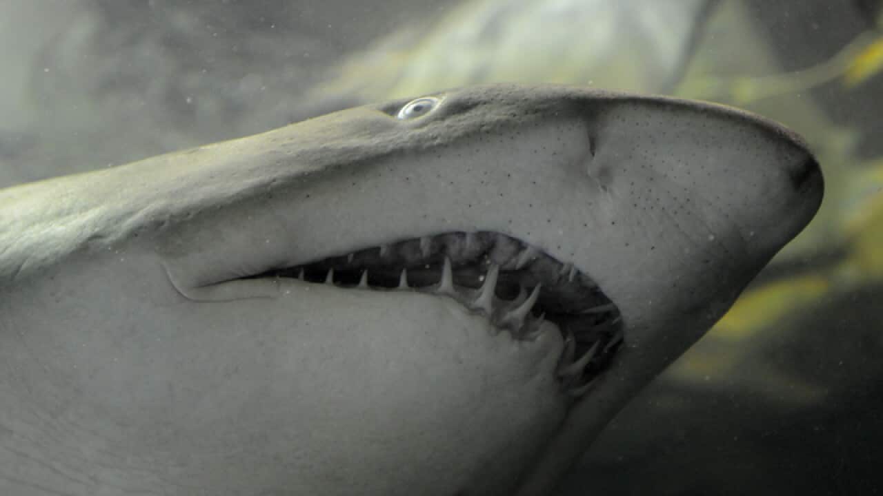Feeding time for a Grey Nurse Shark