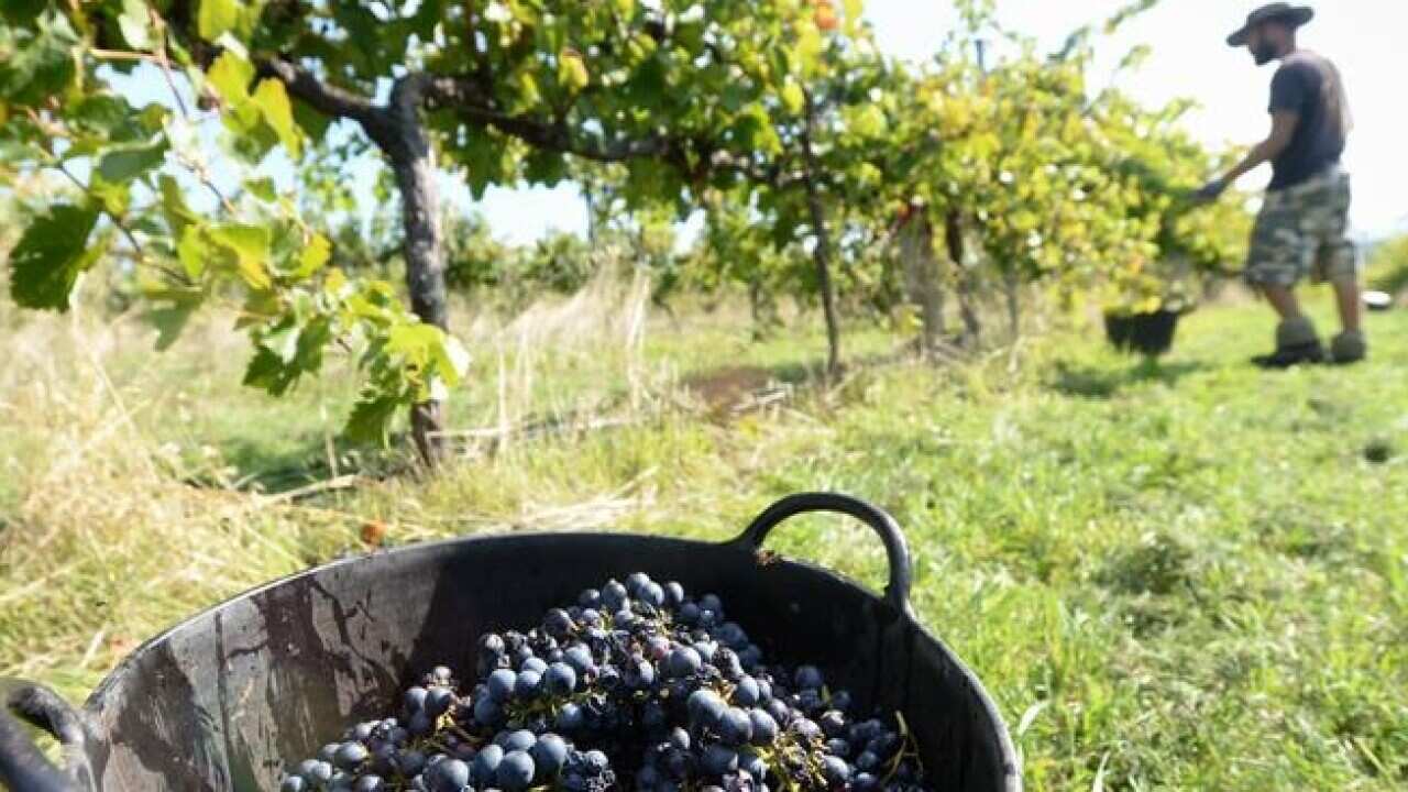 Australia attaque le Canada pour sa commercialisation des vins