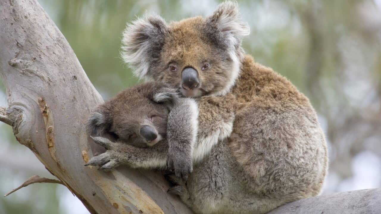 Koala - mother and baby (Phascolarctos cinereus) (AAP/Mary Evans/Ardea/Steffen & Alexandra Sailer) | NO ARCHIVING, EDITORIAL USE ONLY