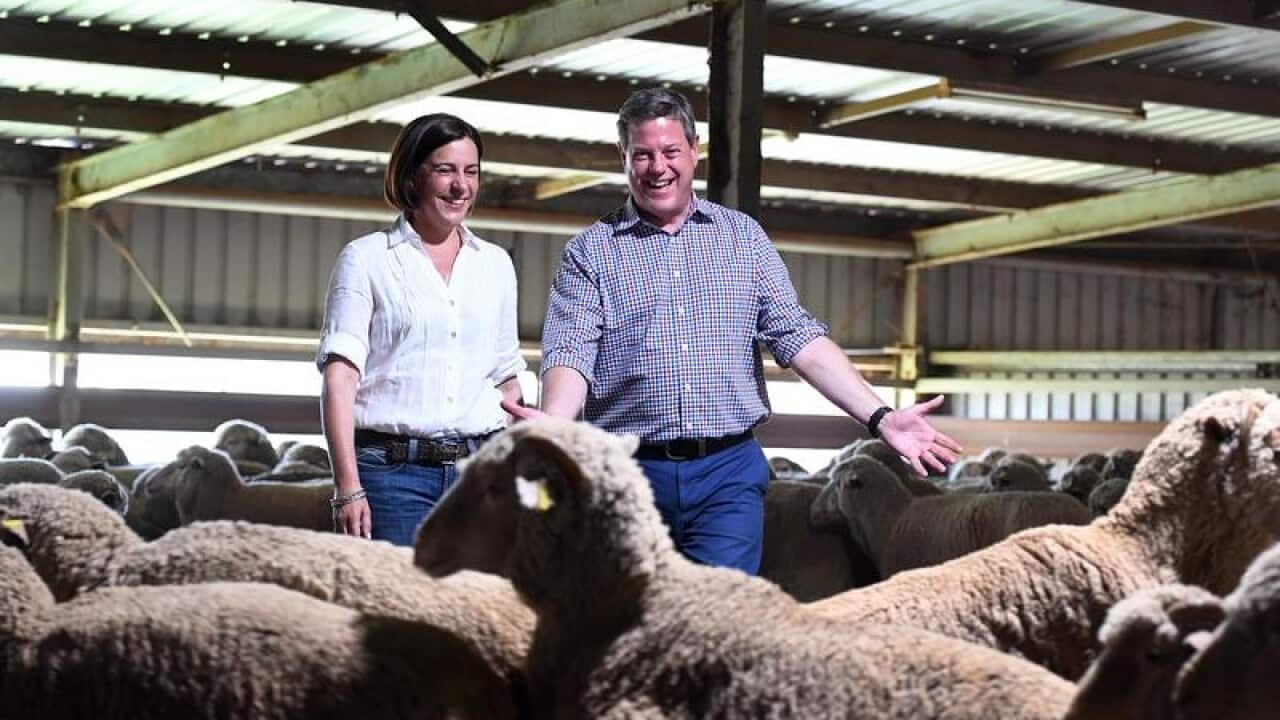 Deb Frecklington and Tim Nicholls inspect sheep during the campaign.