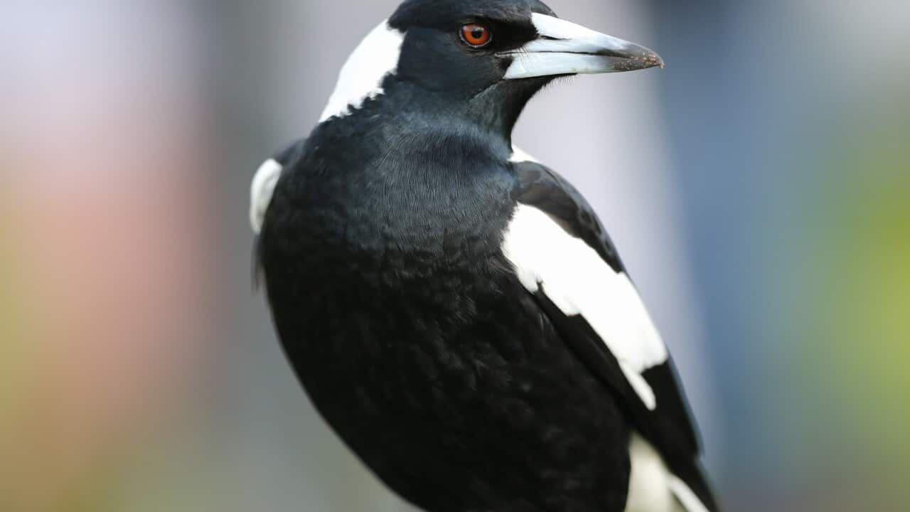 A close-up image of a magpie