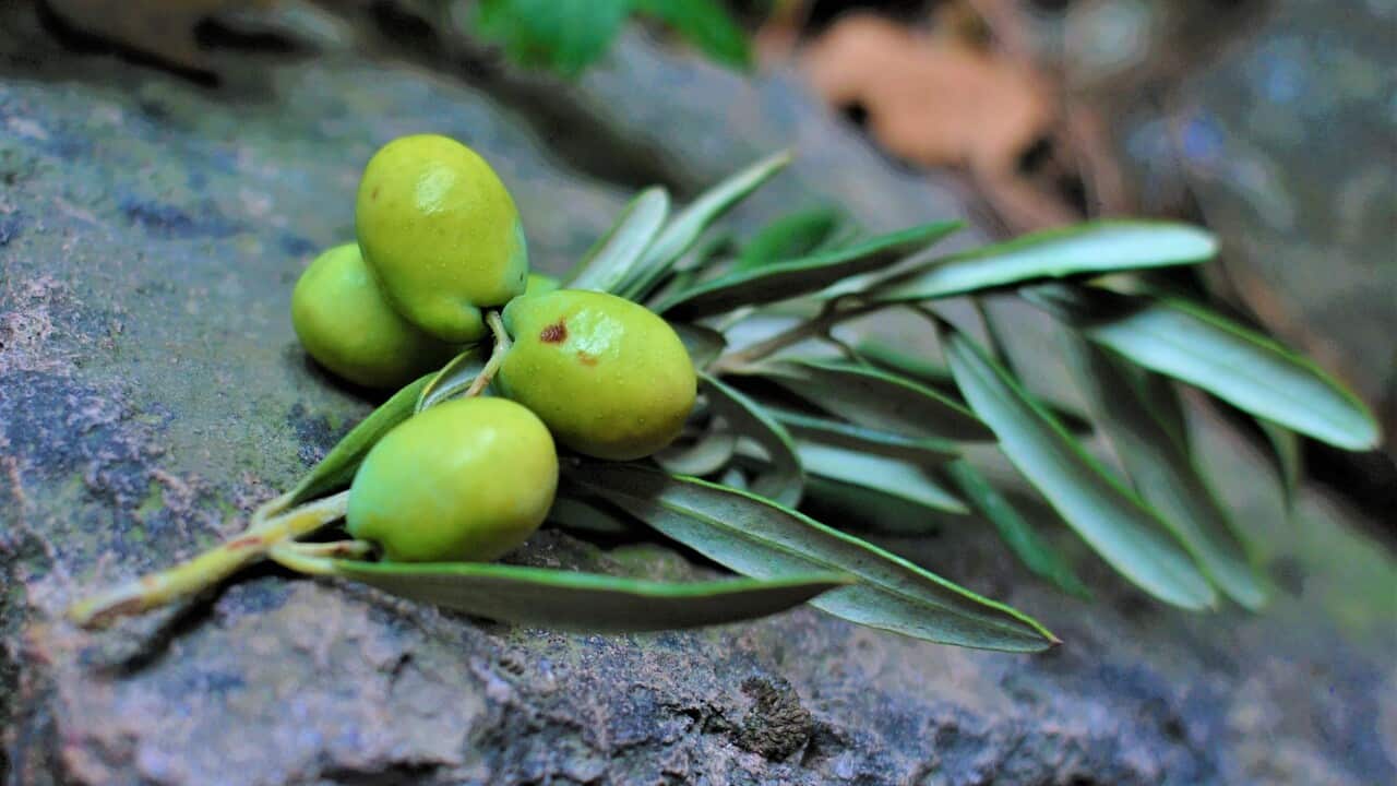 Olives and olive oil: What do we need to be careful about them?