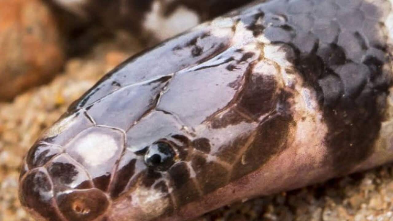 The newest member of the Bandy-Bandy snake family, named Vermicella Parscauda, has been found at Weipa, in Queensland. 
